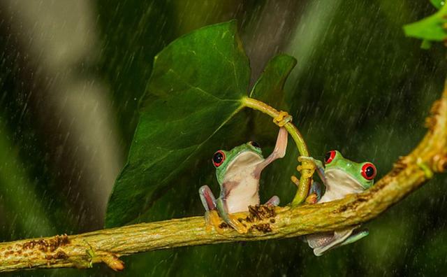 ‘爱游戏(ayx)中国官方网站’
吴磊咋那么优秀?衬衫配棒球服也那么帅气 一般人可穿不来!(图4) ayx官方网站