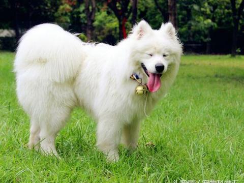 ‘ayx官网’郜林、武磊破门中国队2:0战胜叙利亚队(图1) 爱游戏(ayx)中国官方网站